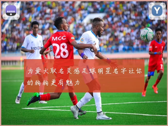 为爱犬取名灵感足球明星名字让你的狗狗更有魅力